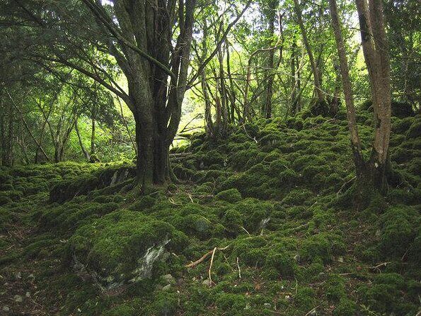 Ring of Kerry Day Tour from Limerick: Including Killarney National Park - Who Will Love This Tour?