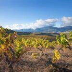 Rioja Wine Tour: 2 Wineries From Bilbao - Who is This Tour Best For?