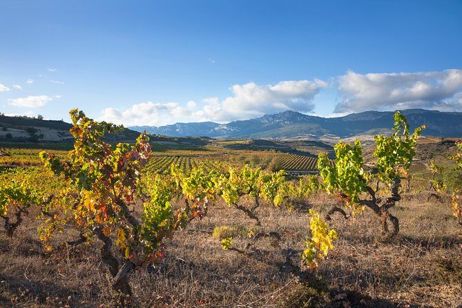 Rioja Wine Tour: 2 Wineries From Bilbao - Who is This Tour Best For?