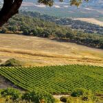 Ronda Private Full Day Wine Tour - What We Love About This Tour