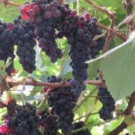 Rota do Vinho - Wine Route (Half Day Walk) - Is It Worth the Price?