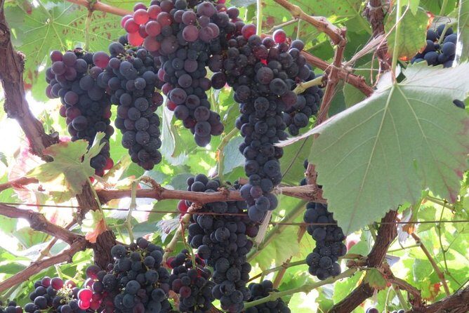 Rota do Vinho - Wine Route (Half Day Walk) - Is It Worth the Price?