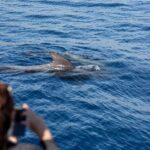 Royal Dolphin Whale watching excursion - Pricing and Value Analysis