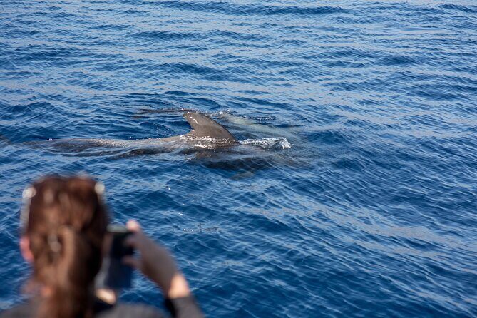 Royal Dolphin Whale watching excursion - Pricing and Value Analysis