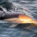 Sailboat Excursion along the Magnificent Tagus River - The Dolphin Encounter