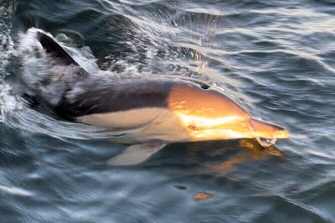 Sailboat Excursion along the Magnificent Tagus River - The Dolphin Encounter