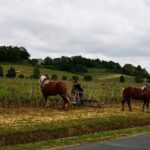 Saint Emilion Half-Day Trip with Wine Tasting & Winery Visit from Bordeaux - Considerations & Potential Drawbacks