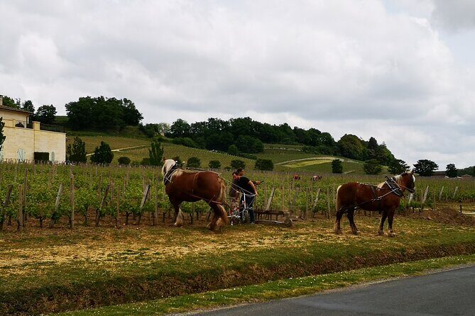 Saint Emilion Half-Day Trip with Wine Tasting & Winery Visit from Bordeaux - Considerations & Potential Drawbacks