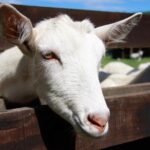Sancerre & Pouilly-Fumé Wine Tour with Local Goats' Cheese and the River Loire - Visiting a Goat Farm: Chevrerie Des Gallands