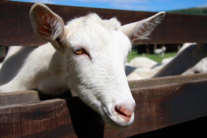 Sancerre & Pouilly-Fumé Wine Tour with Local Goats' Cheese and the River Loire - Visiting a Goat Farm: Chevrerie Des Gallands