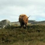Scottish Highlands Freedom Bike & E- Bike Tour with Transfers - Authentic Insights from Reviewers
