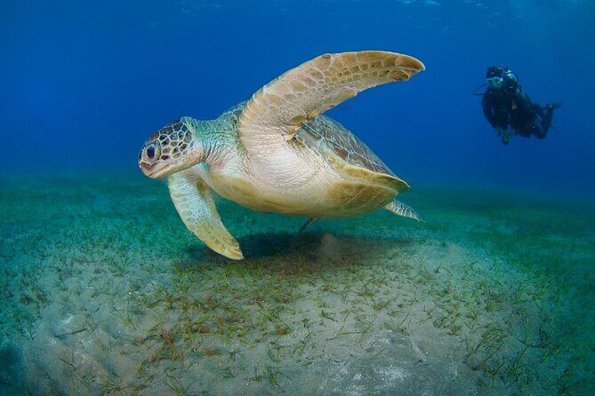 Scuba Diving Experience & MUSAN Dive + Free Edited Video 2xdives - An Introduction to the Tour: What’s on Offer?