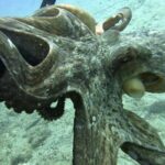 Scuba Diving for Beginners with a PADI Instructor near Heraklion - Analyzing the Value