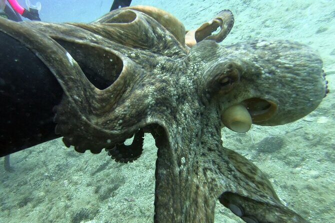 Scuba Diving for Beginners with a PADI Instructor near Heraklion - Analyzing the Value