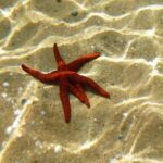 Sea kayaking Mykonos natural beauty beaches - What to Expect During the Tour