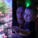 SEA LIFE Blackpool Admission Ticket - Exploring the Native Shoreline Exhibits