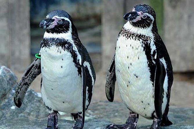 SEA LIFE Great Yarmouth General Admission - Practical Tips for Visiting SEA LIFE Great Yarmouth