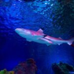 SEA LIFE Loch Lomond General Admission Ticket - The Sum Up: Is SEA LIFE Loch Lomond Worth It?