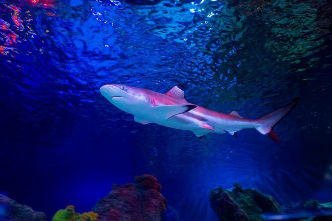 SEA LIFE Loch Lomond General Admission Ticket - The Sum Up: Is SEA LIFE Loch Lomond Worth It?
