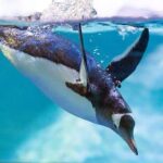 SEA LIFE Manchester Admission Ticket - Value for Money: Is It Worth It?