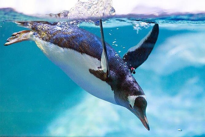 SEA LIFE Manchester Admission Ticket - Value for Money: Is It Worth It?