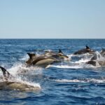 Sealife Sea Safari, Dolphin Watching with Marine Biologist's Lagos - Who Should Book This Tour?