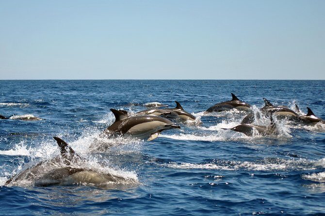 Sealife Sea Safari, Dolphin Watching with Marine Biologist's Lagos - Who Should Book This Tour?