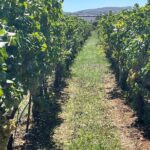 Semi-Private Wine Tour of 2 wineries with wine Tastings - Practical Details and What You Can Expect