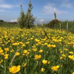 Shore Excursion Giants Causeway Private Tour - What You’ll Love About This Tour