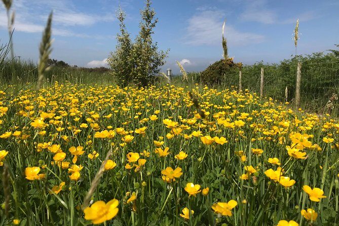 Shore Excursion Giants Causeway Private Tour - What You’ll Love About This Tour