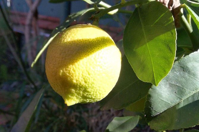 Sicilian Cooking Class in Palermo - A Deep Dive into the Sicilian Cooking Class Experience