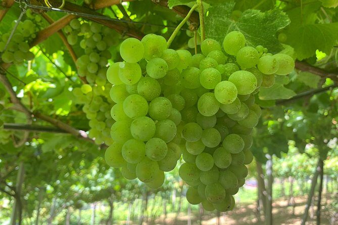 Skywalk with Wines Tasting and Vineyards Half day 4x4 Adventure - FAQ