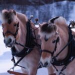 Sleigh Ride w/ snacks - Experience Arctic Farm Life - The Scenic Ride