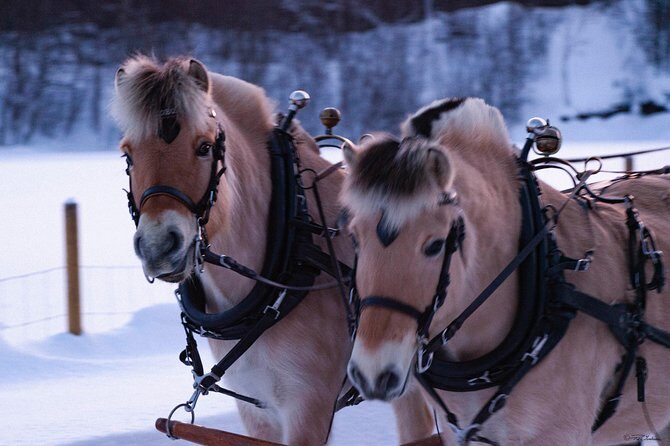 Sleigh Ride w/ snacks - Experience Arctic Farm Life - The Scenic Ride