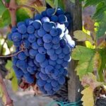 Small-Group Brunello Wine Tour of Montalcino from Florence - The Experience: From Florence to Montalcino