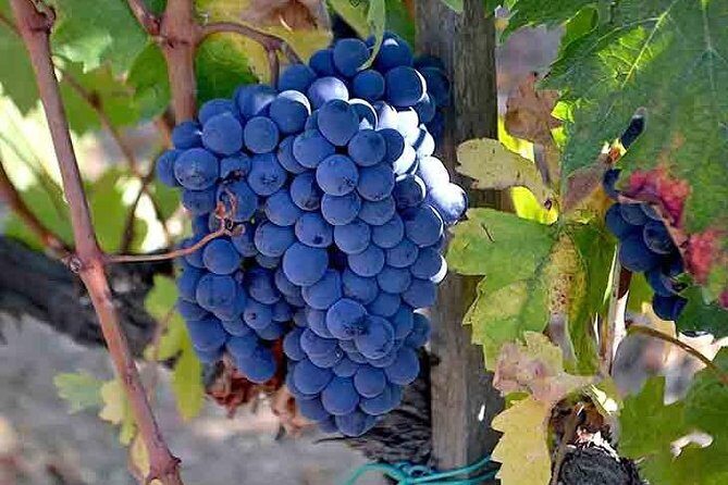 Small-Group Brunello Wine Tour of Montalcino from Florence - The Experience: From Florence to Montalcino