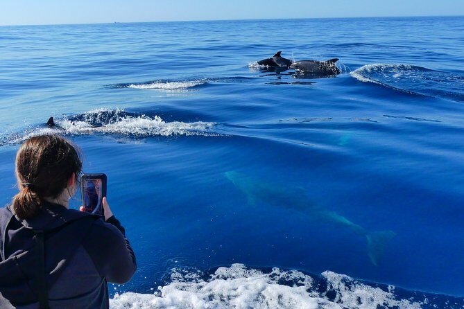 Small Group Dolphin and Wildlife Watching Tour in Faro - Practical Details and Tips
