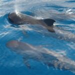 Small Group Excursion Whales and Dolphin Watching Los Gigantes - Practical Details: What You Should Know