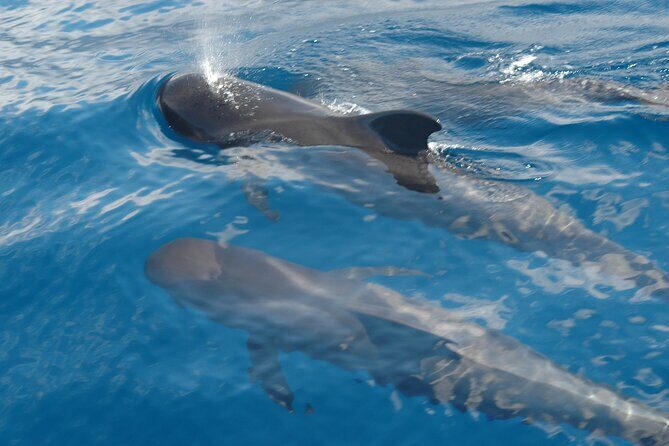 Small Group Excursion Whales and Dolphin Watching Los Gigantes - Practical Details: What You Should Know