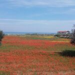 Small Group Half Day Tour of POLIGNANO a MARE and MONOPOLI - Practical Details and Tips for Visitors