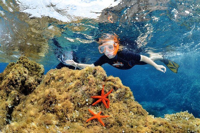 Snorkeling - By boat on site in the Bay of Cannes or Estérel - What’s Included and What’s Not
