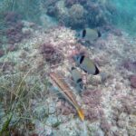 Snorkeling excursion in Isla de Tabarca - FAQs