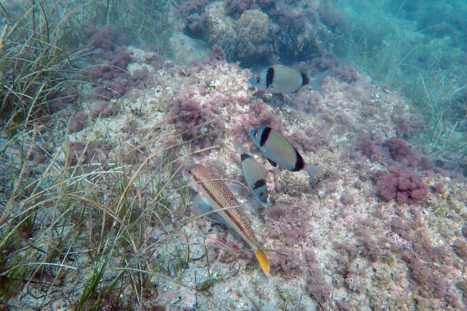 Snorkeling excursion in Isla de Tabarca - FAQs
