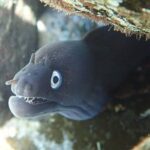 Snorkeling Tour - Analyzing the Value and Practicalities