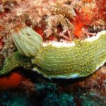 Snorkeling tour coast to coast Taormina & Isola Bella - Frequently Asked Questions