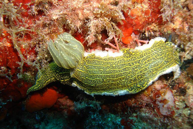 Snorkeling tour coast to coast Taormina & Isola Bella - Frequently Asked Questions