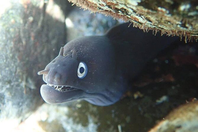 Snorkeling Tour - Analyzing the Value and Practicalities