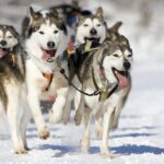 Snowy Trails 10km Husky Safari from Rovaniemi - The Itinerary: What You Can Expect