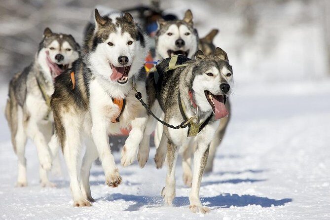 Snowy Trails 10km Husky Safari from Rovaniemi - The Itinerary: What You Can Expect