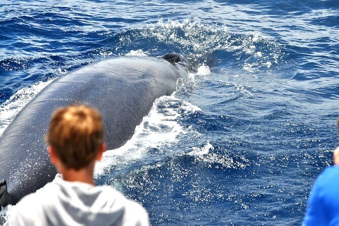 Spirit of the Sea: Cetacean sighting in Gran Canaria - Who Should Book This Tour?